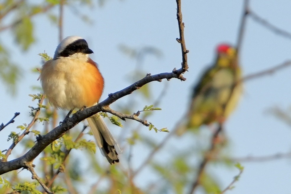 Long-tailed Shrike - Praveen Chavan