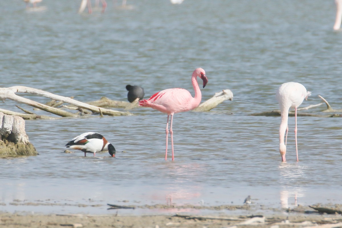 Lesser Flamingo - David Pérez