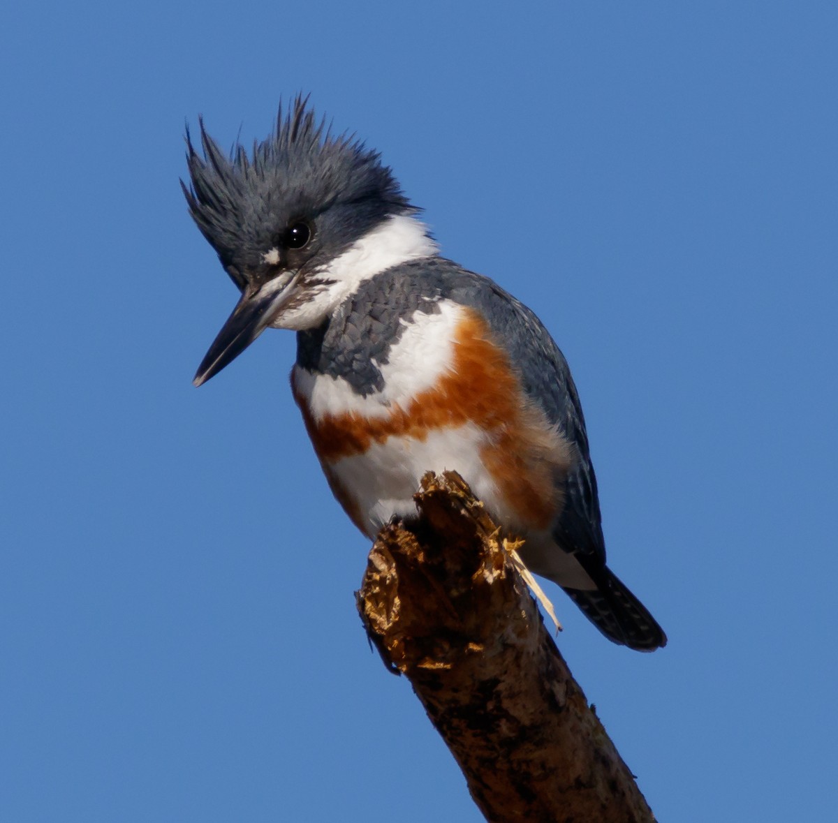 Belted Kingfisher - ML53479101