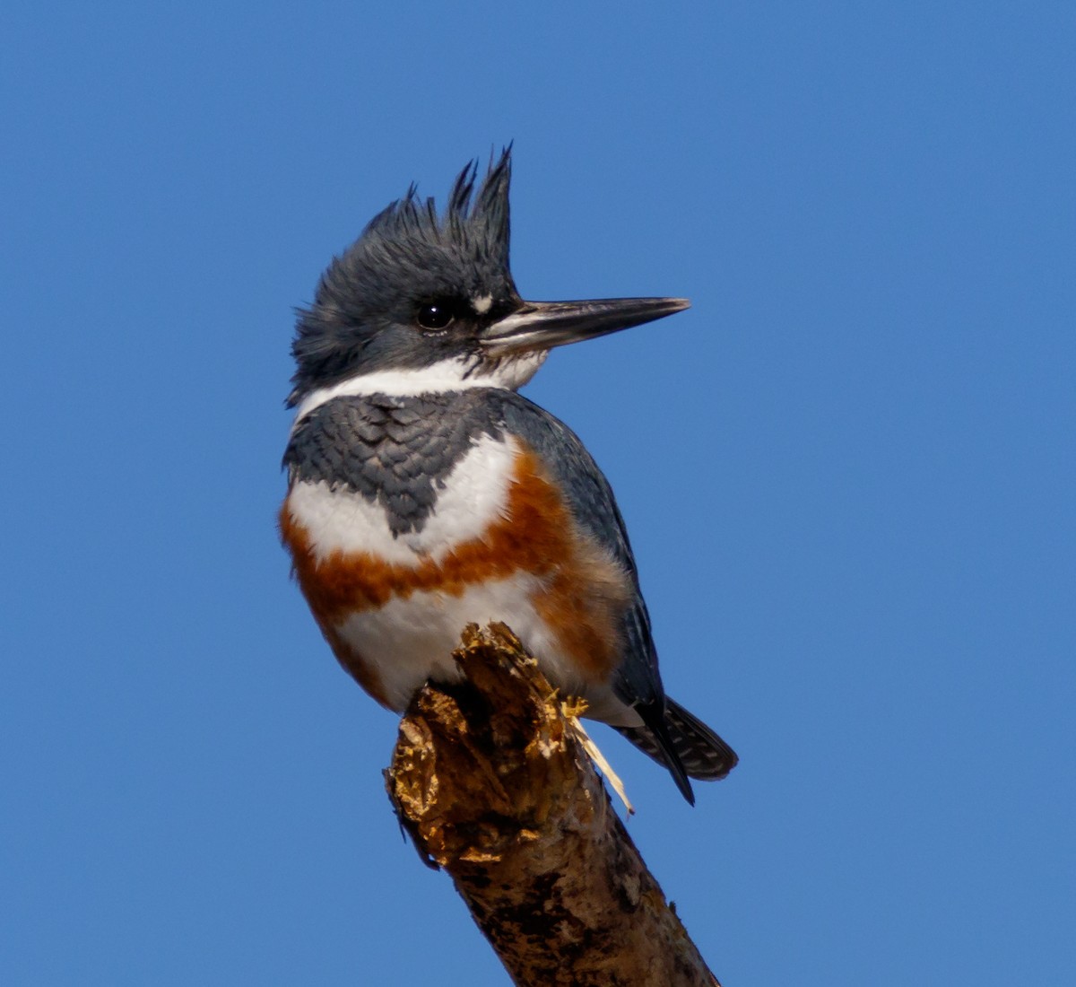 Belted Kingfisher - ML53479111