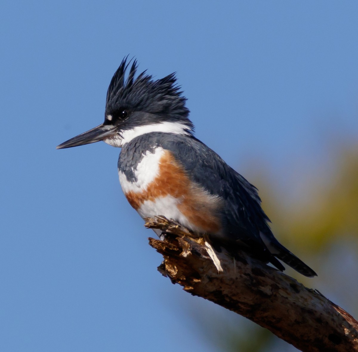 Belted Kingfisher - ML53479121