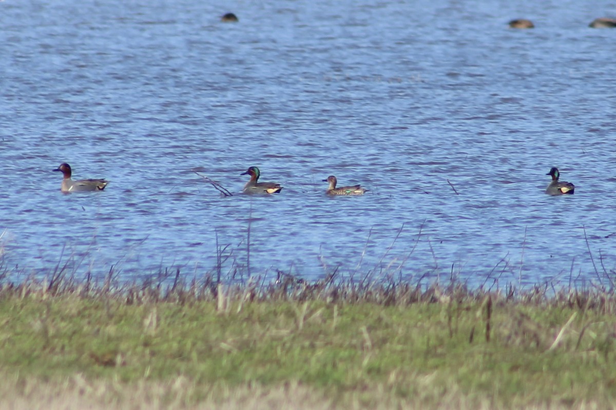 Green-winged Teal - ML534794381