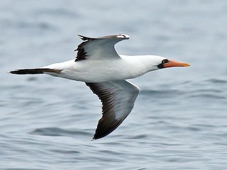 Nazca Booby - Sula granti - Birds of the World