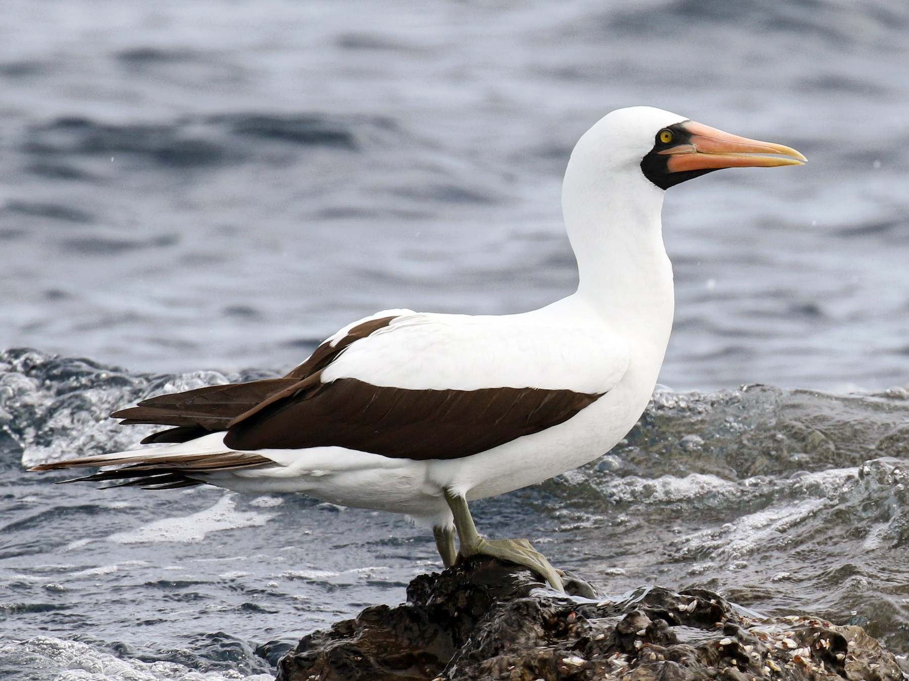 Nazca Booby - Jeff Tingle