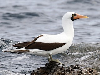  - Nazca Booby