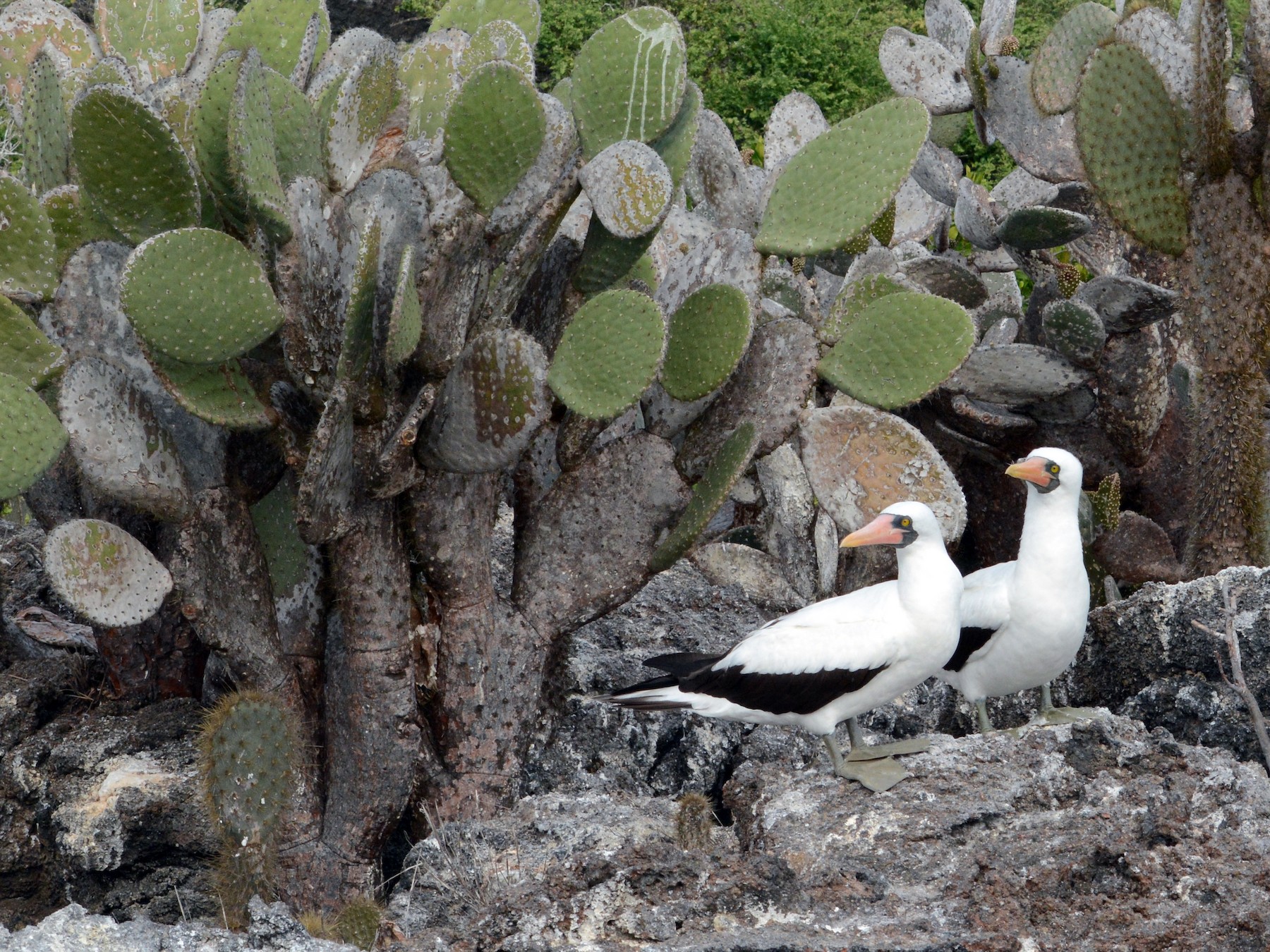 Nazca Booby - eBird