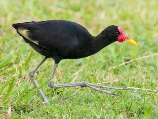 Adulto (Black-backed) - Emily Turteltaub Nelson - ML53479791