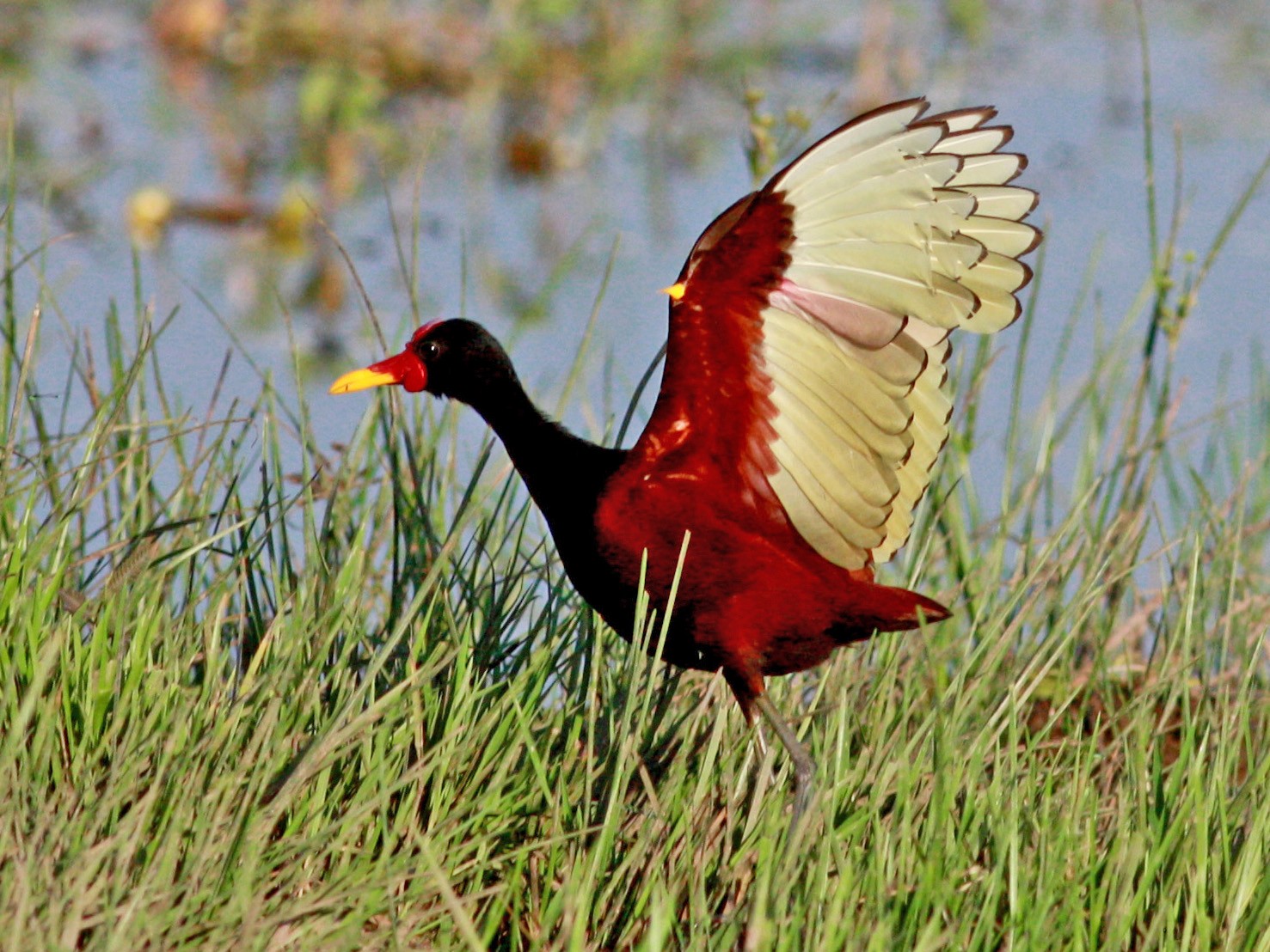 Wattled Jacana - Jay McGowan