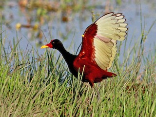  - Wattled Jacana (Chestnut-backed)