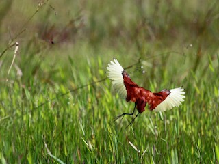  - Wattled Jacana (Chestnut-backed)