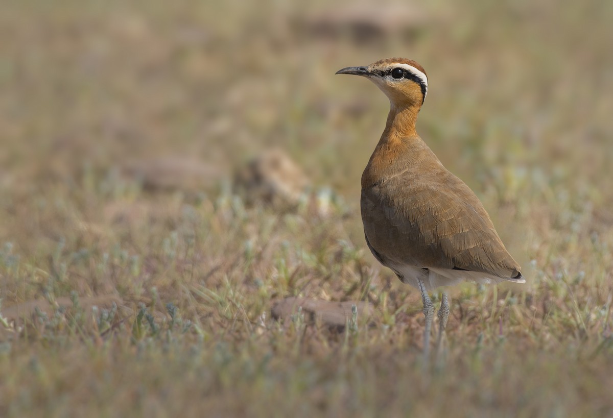 Indian Courser - ML534798441
