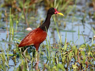  - Wattled Jacana (Chestnut-backed)