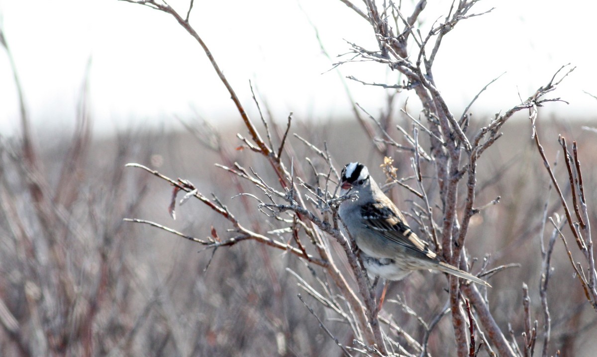 White-crowned Sparrow - ML53480411