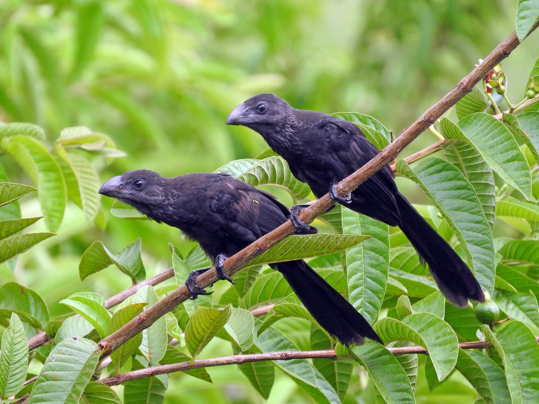 Smooth-billed Ani - Cole Gaerber