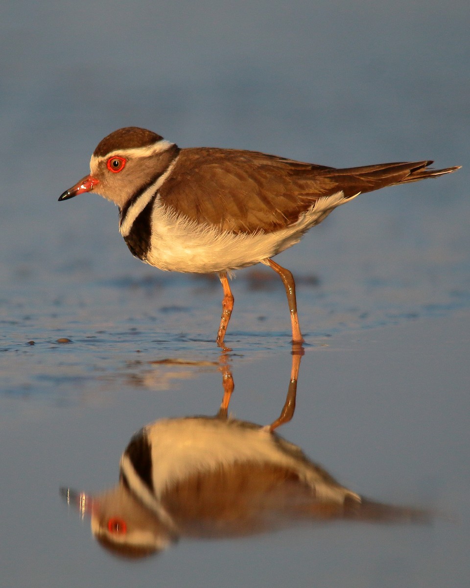 Three-banded Plover - ML534806551