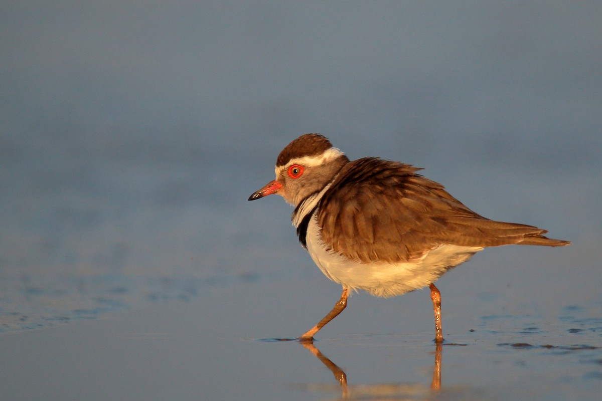 Three-banded Plover - ML534806571