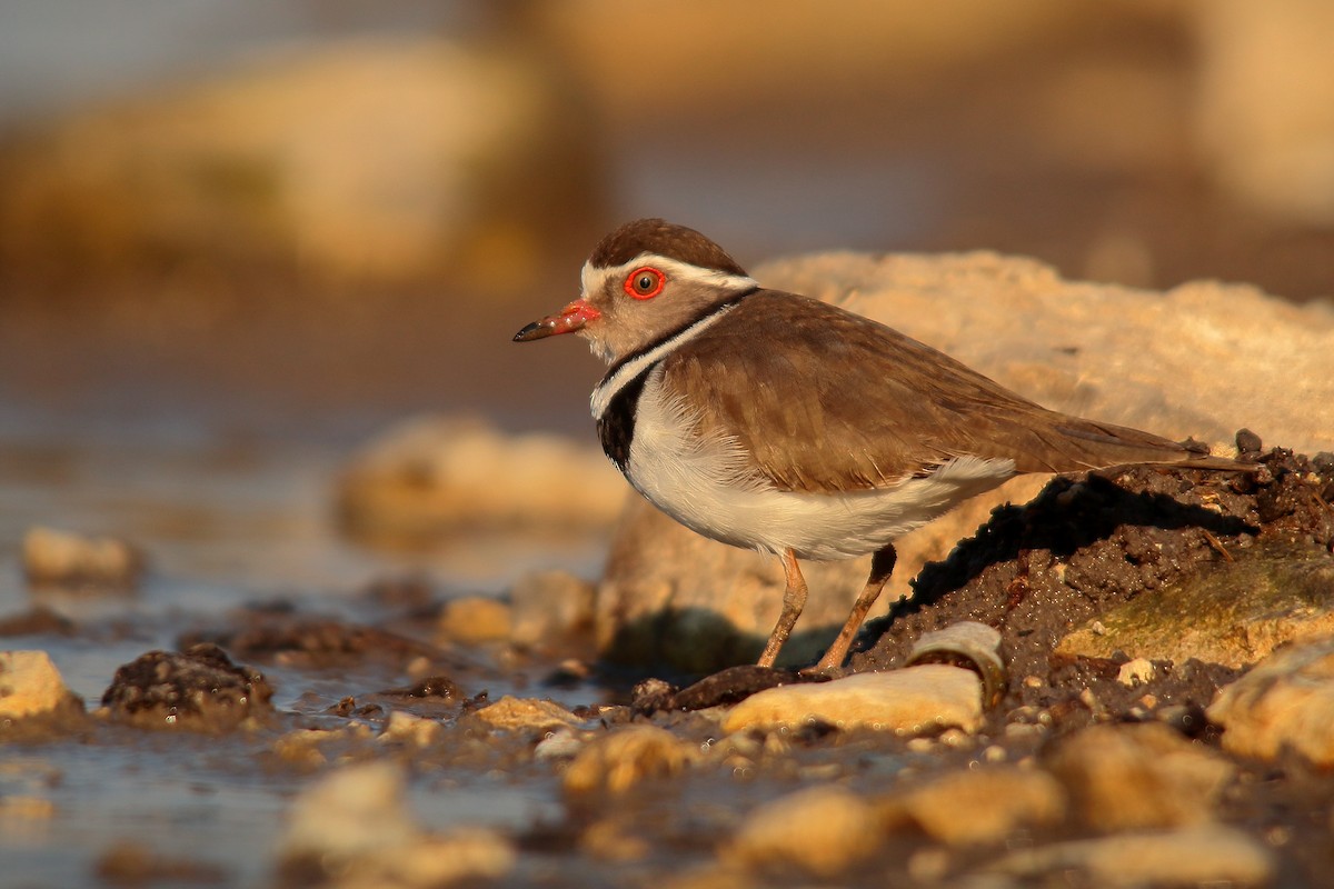 Three-banded Plover - ML534806581