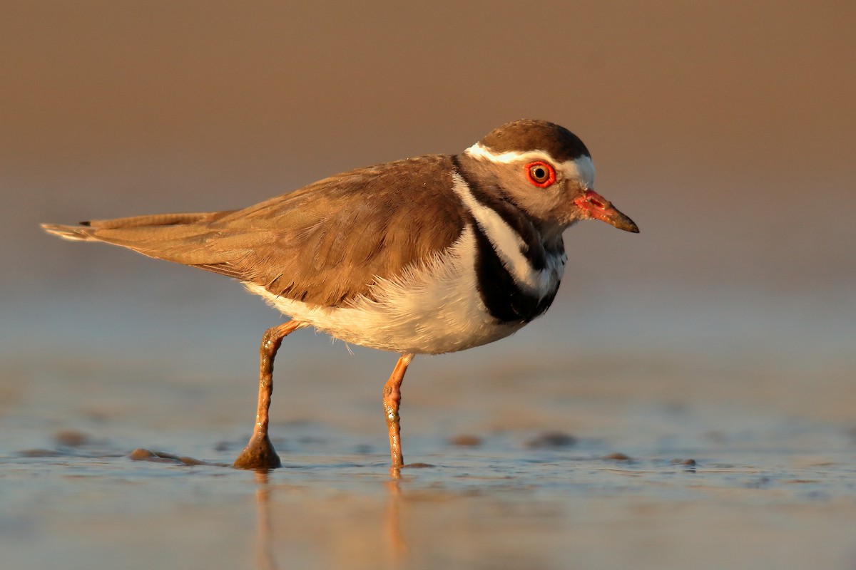 Three-banded Plover - ML534806591