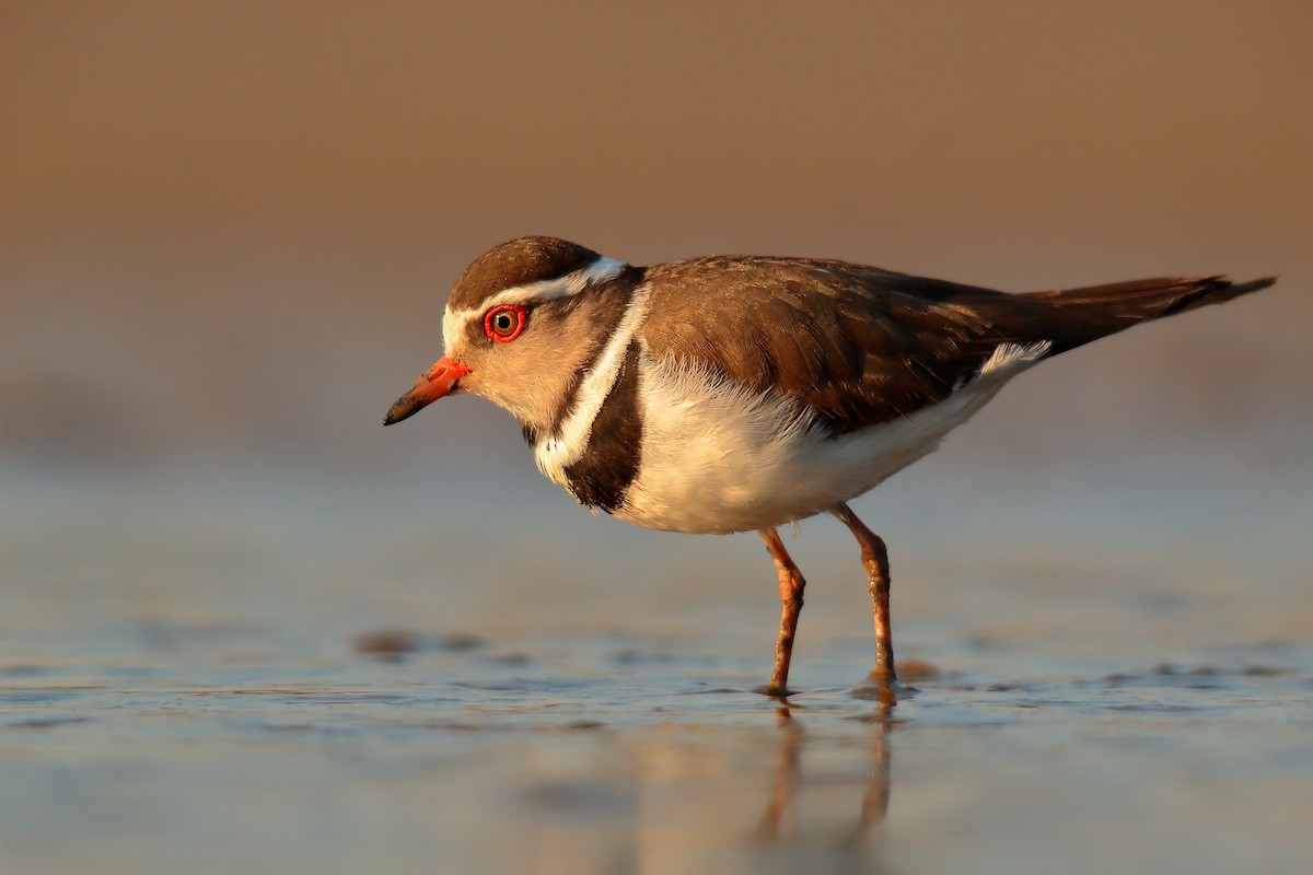 Three-banded Plover - ML534806611