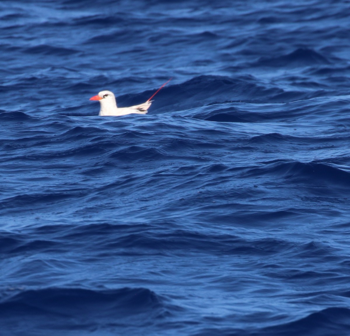 Red-tailed Tropicbird - ML534806881