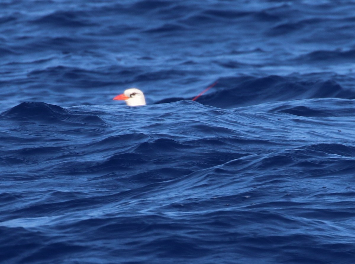 Red-tailed Tropicbird - ML534806941