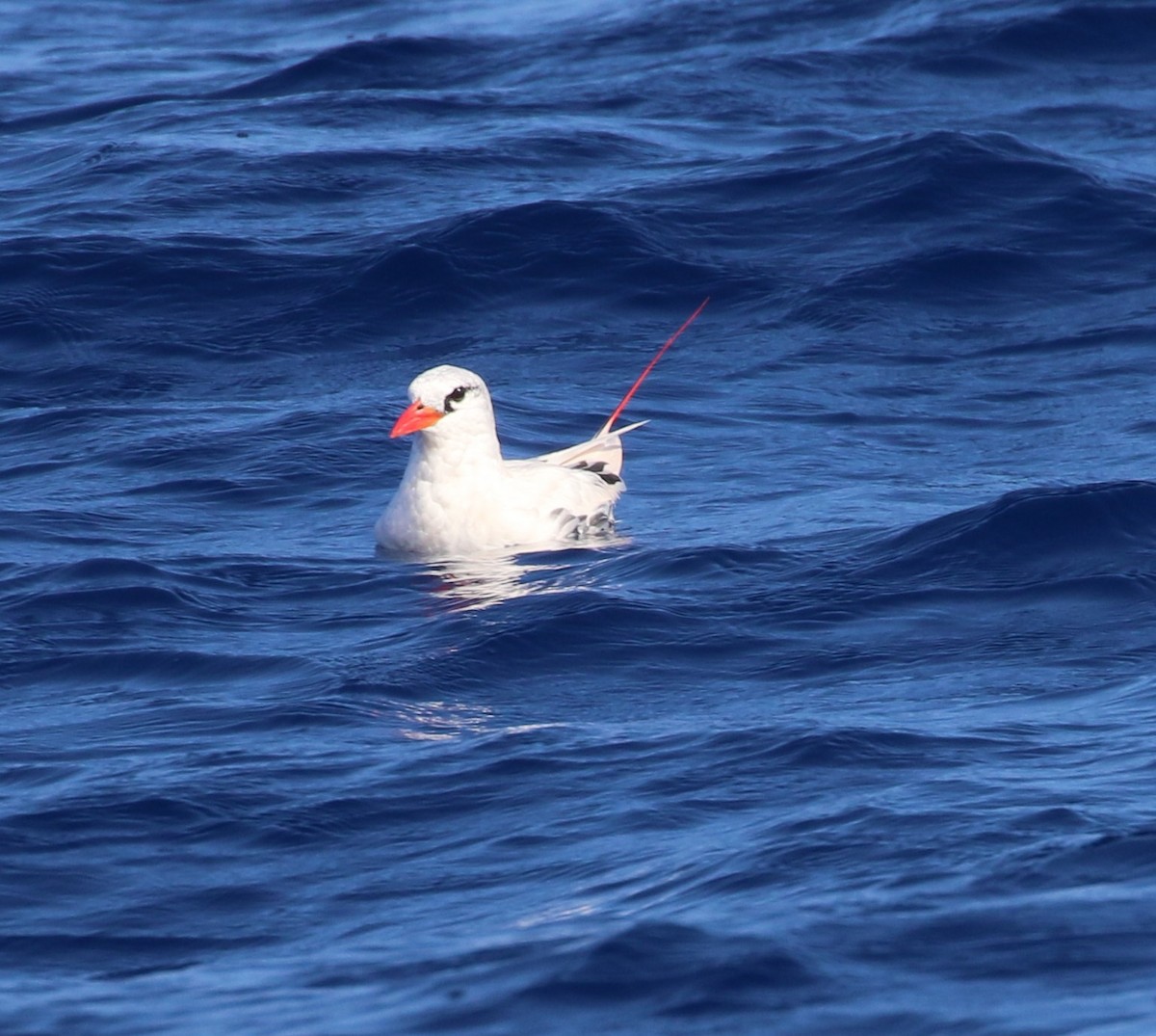 Red-tailed Tropicbird - Don Coons