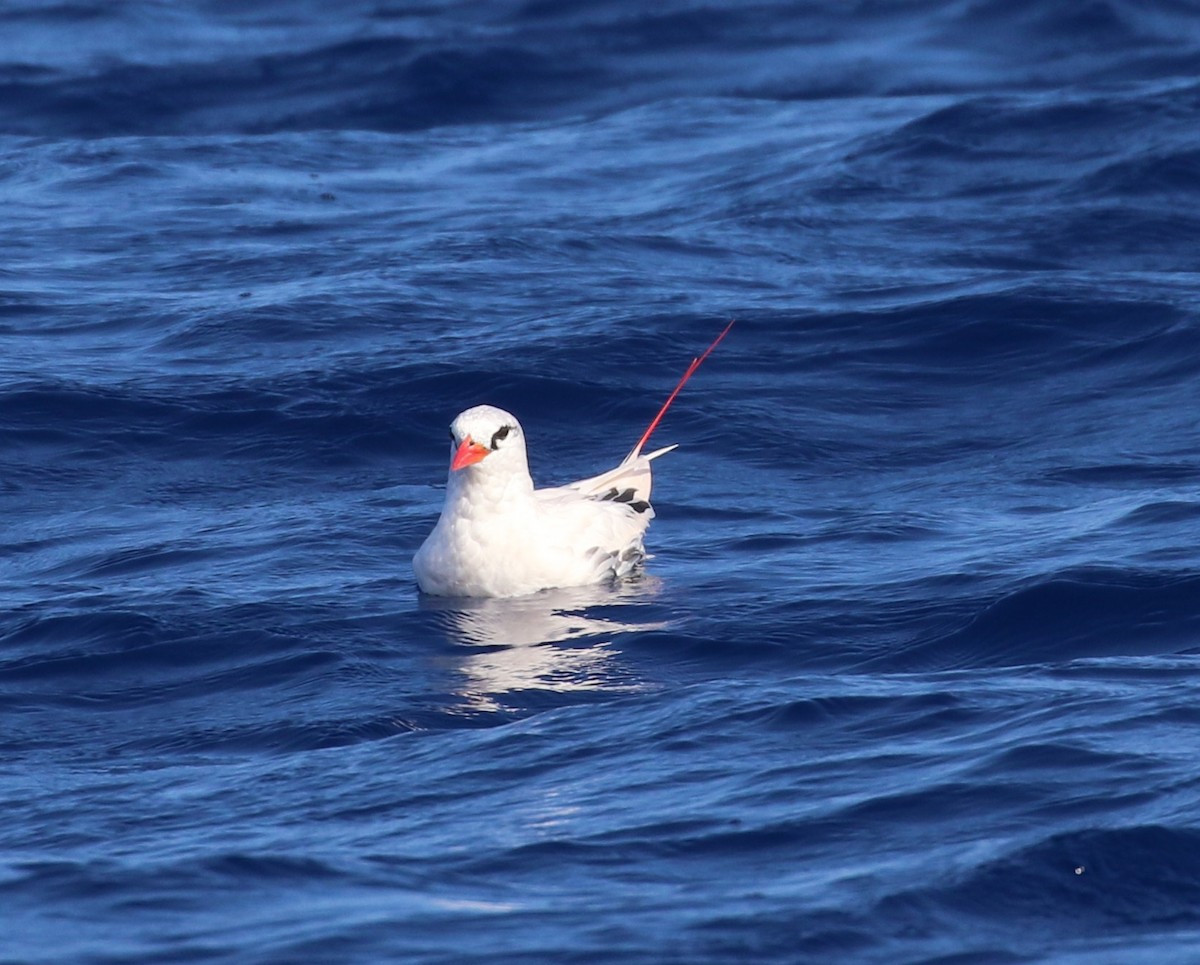 Red-tailed Tropicbird - ML534807231