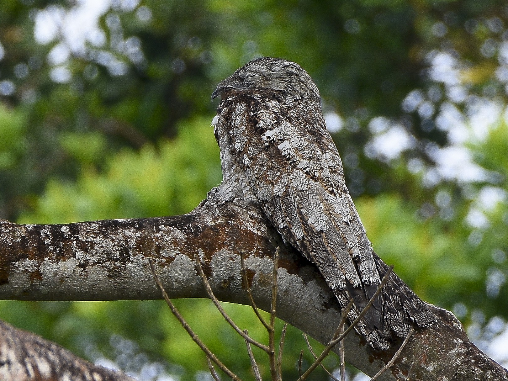 Great Potoo - Carlos Echeverría