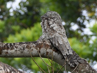  - Great Potoo