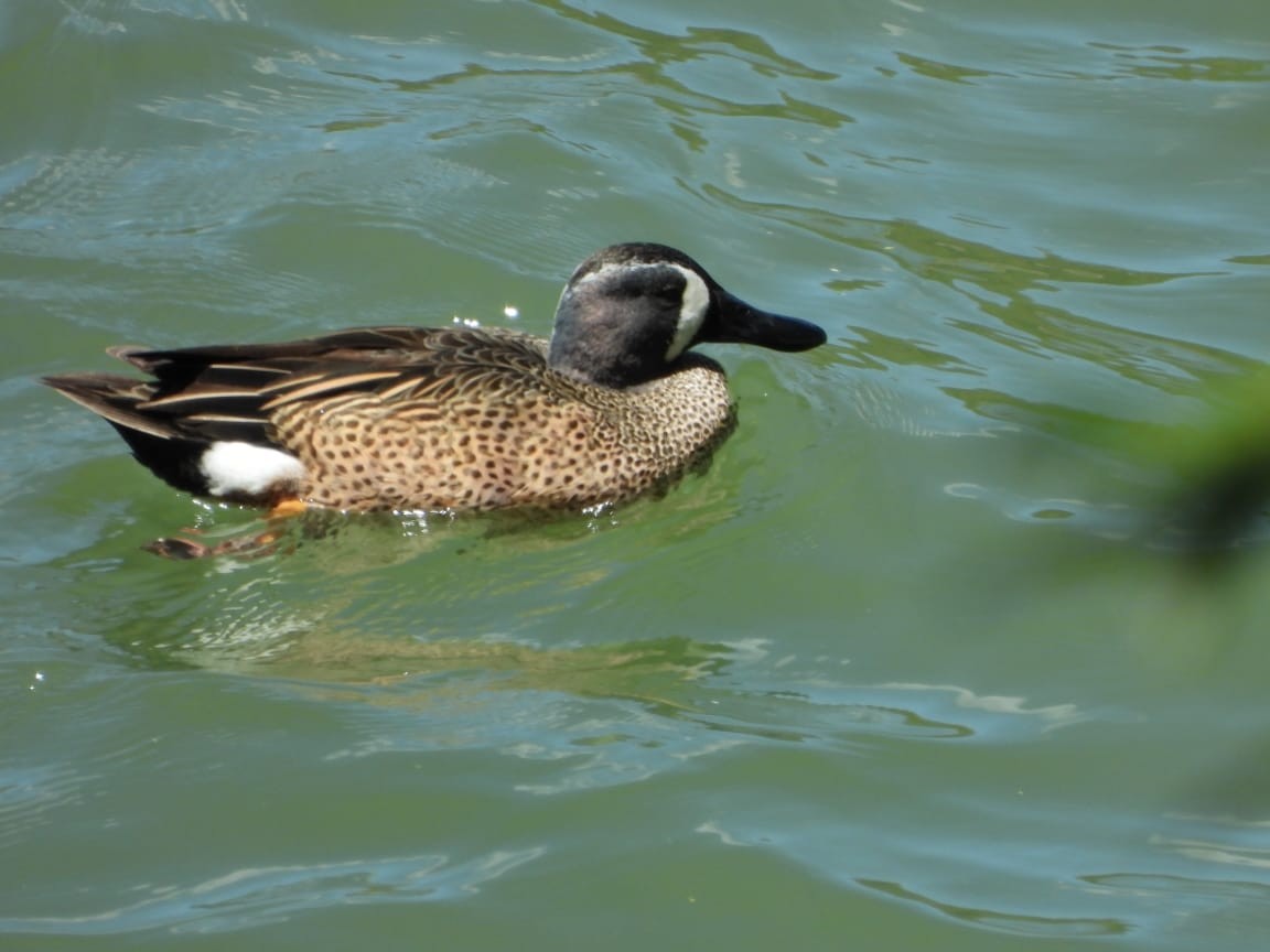 Blue-winged Teal - ML534810461