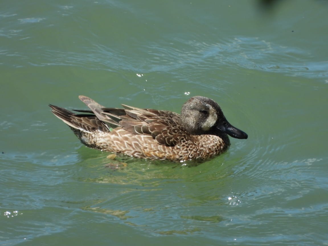Blue-winged Teal - ML534810471