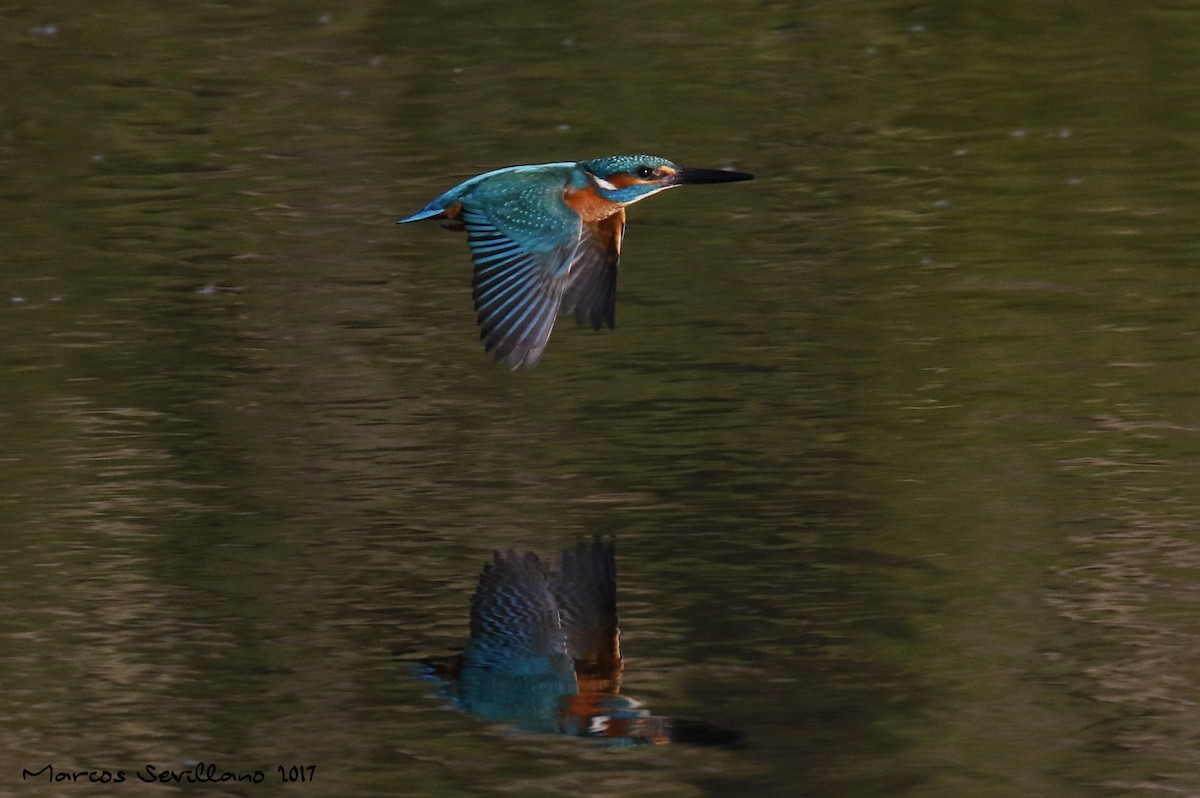 Common Kingfisher - Marcos Sevillano