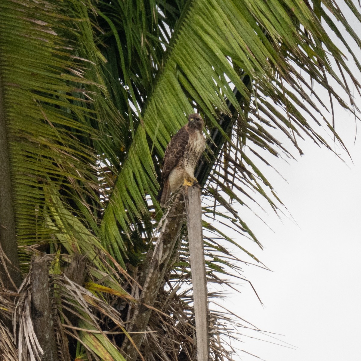 Red-tailed Hawk - ML534815311