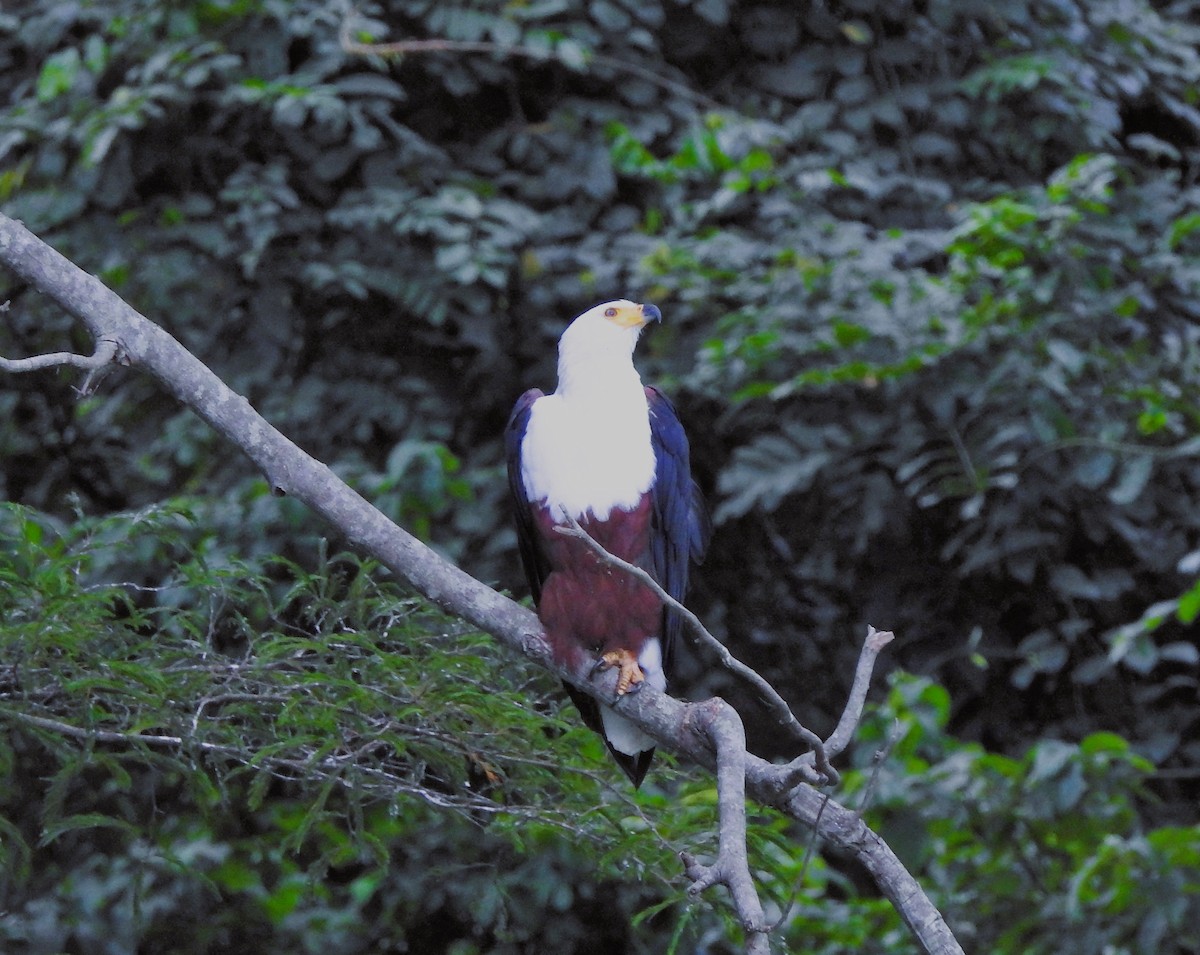 African Fish-Eagle - ML534815861