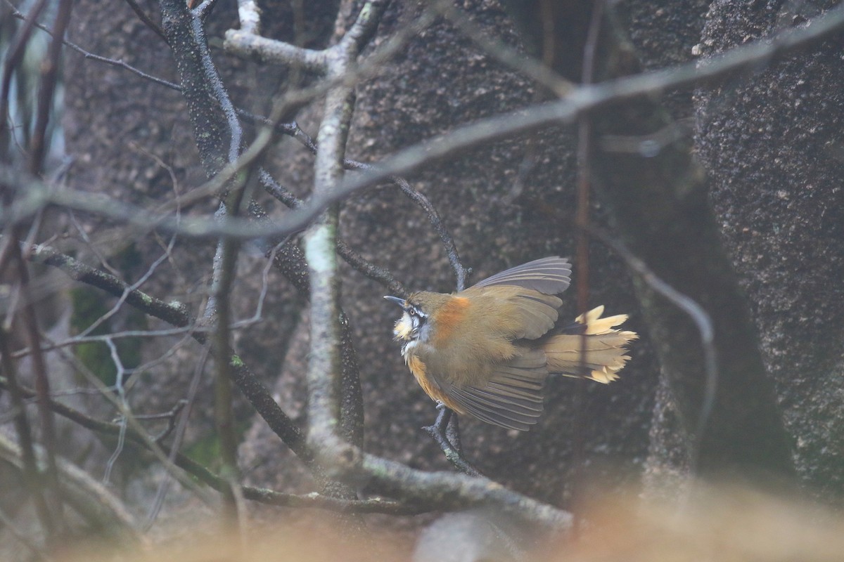 Lesser Necklaced Laughingthrush - ML53481611