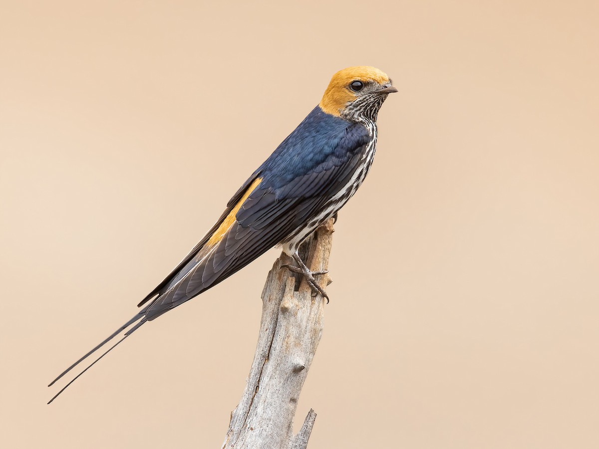 Lesser Striped Swallow - Cecropis abyssinica - Birds of the World