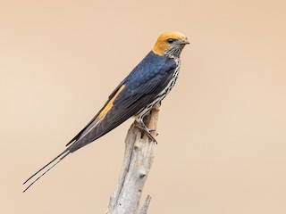  - Lesser Striped Swallow