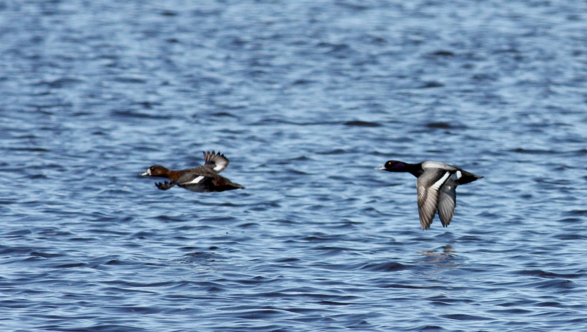 Greater Scaup - ML53482221
