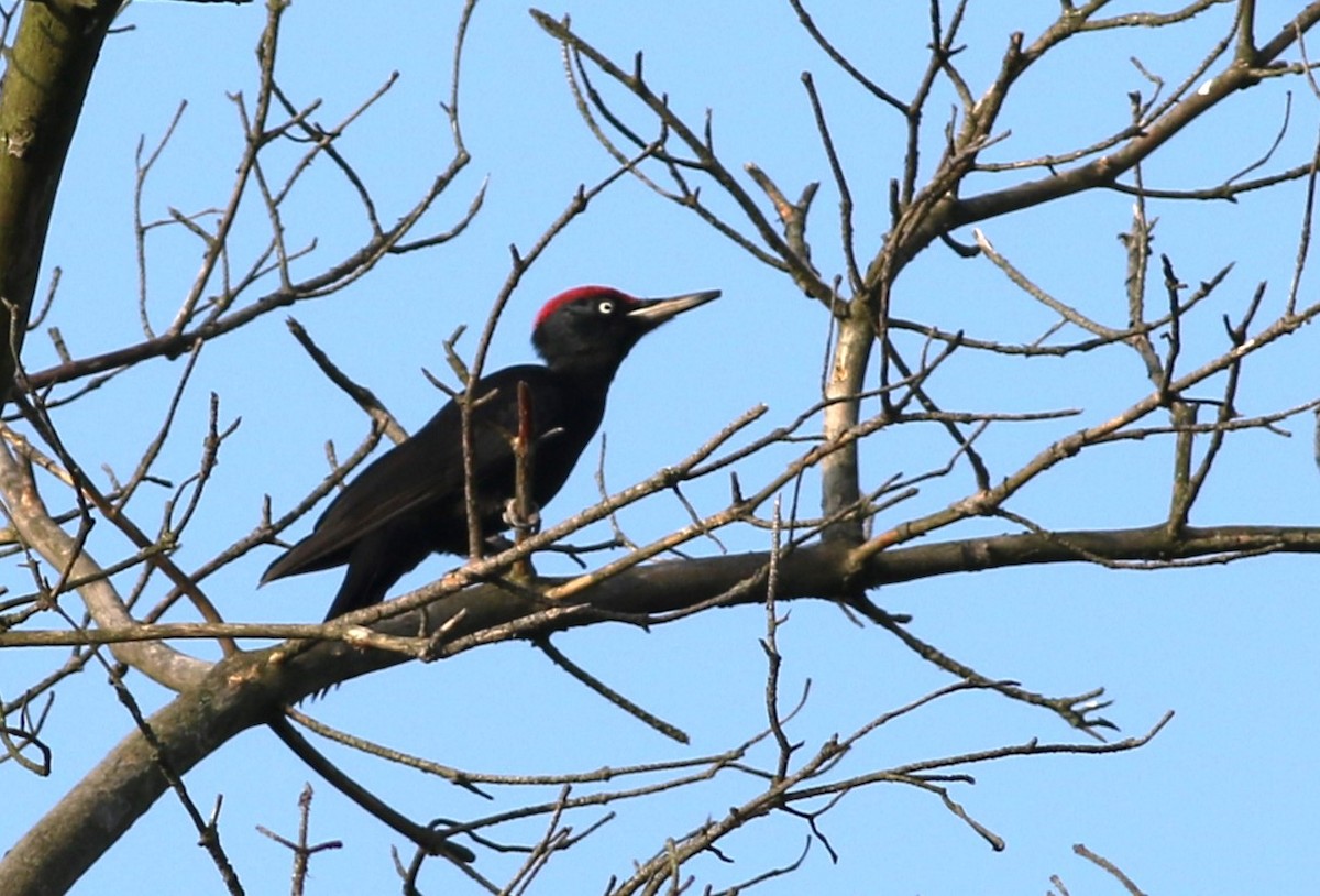 Black Woodpecker - ML534823771