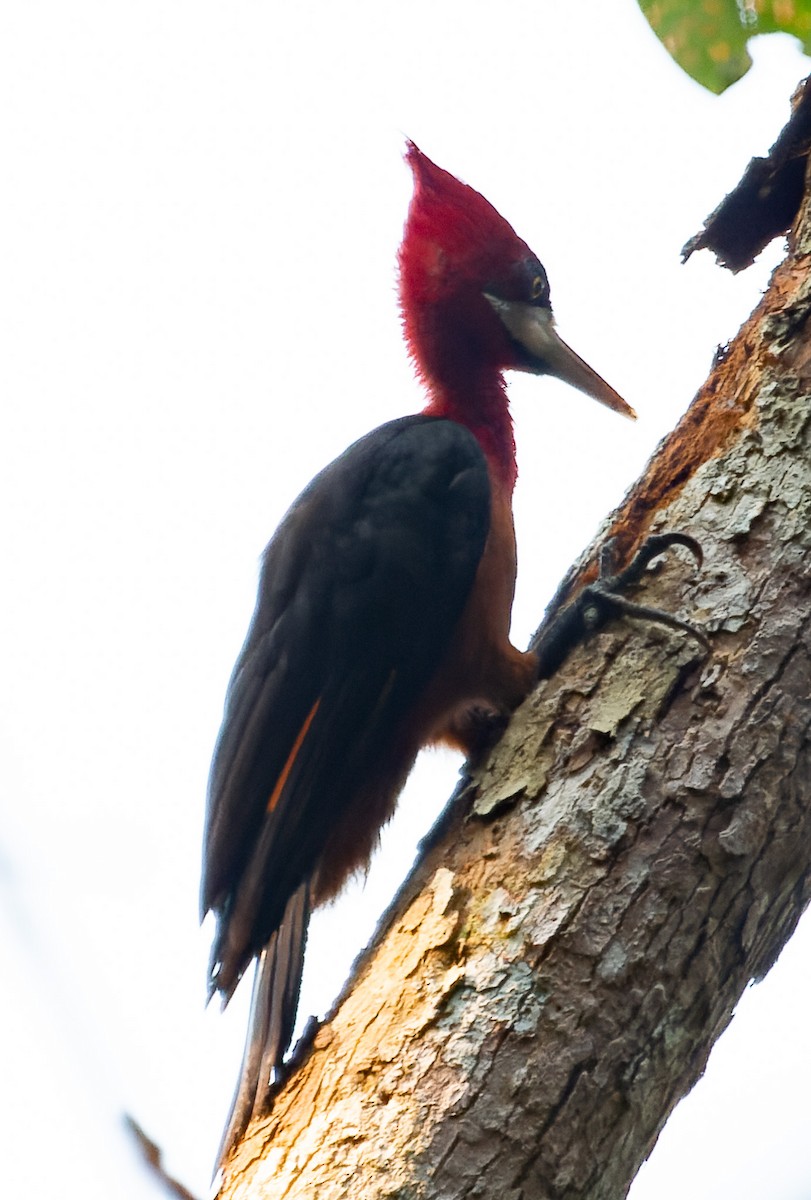 Red-necked Woodpecker - ML534827891