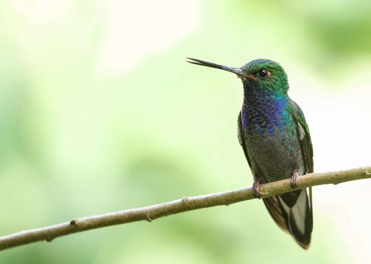 kolibřík zelenohřbetý - ML534834051