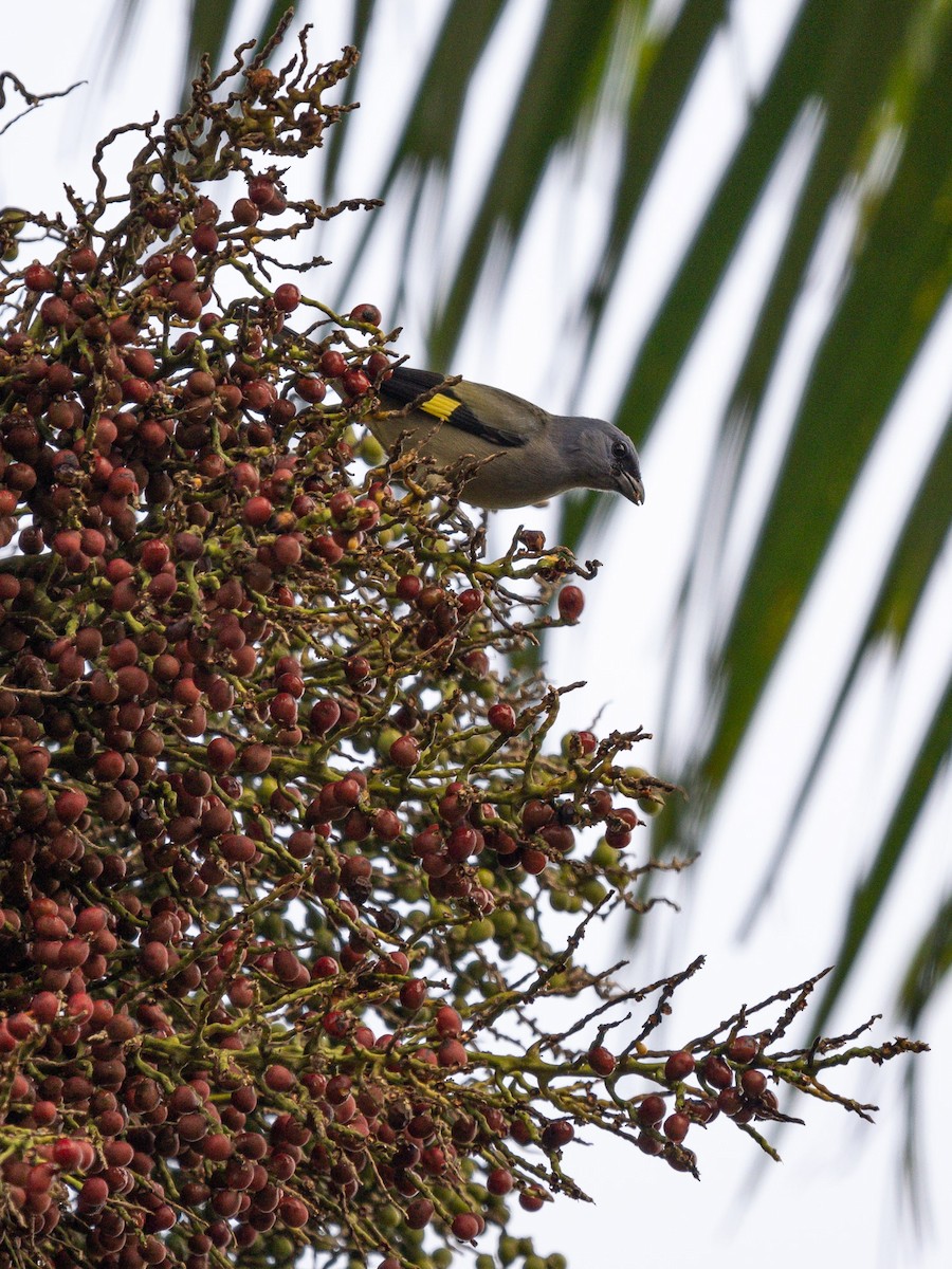 Yellow-winged Tanager - ML534834151