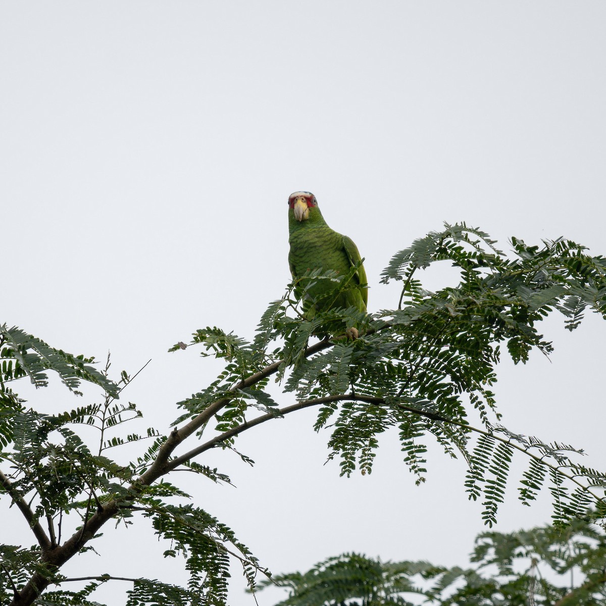 White-fronted Parrot - ML534834441