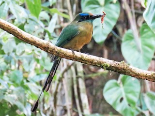  - Keel-billed Motmot