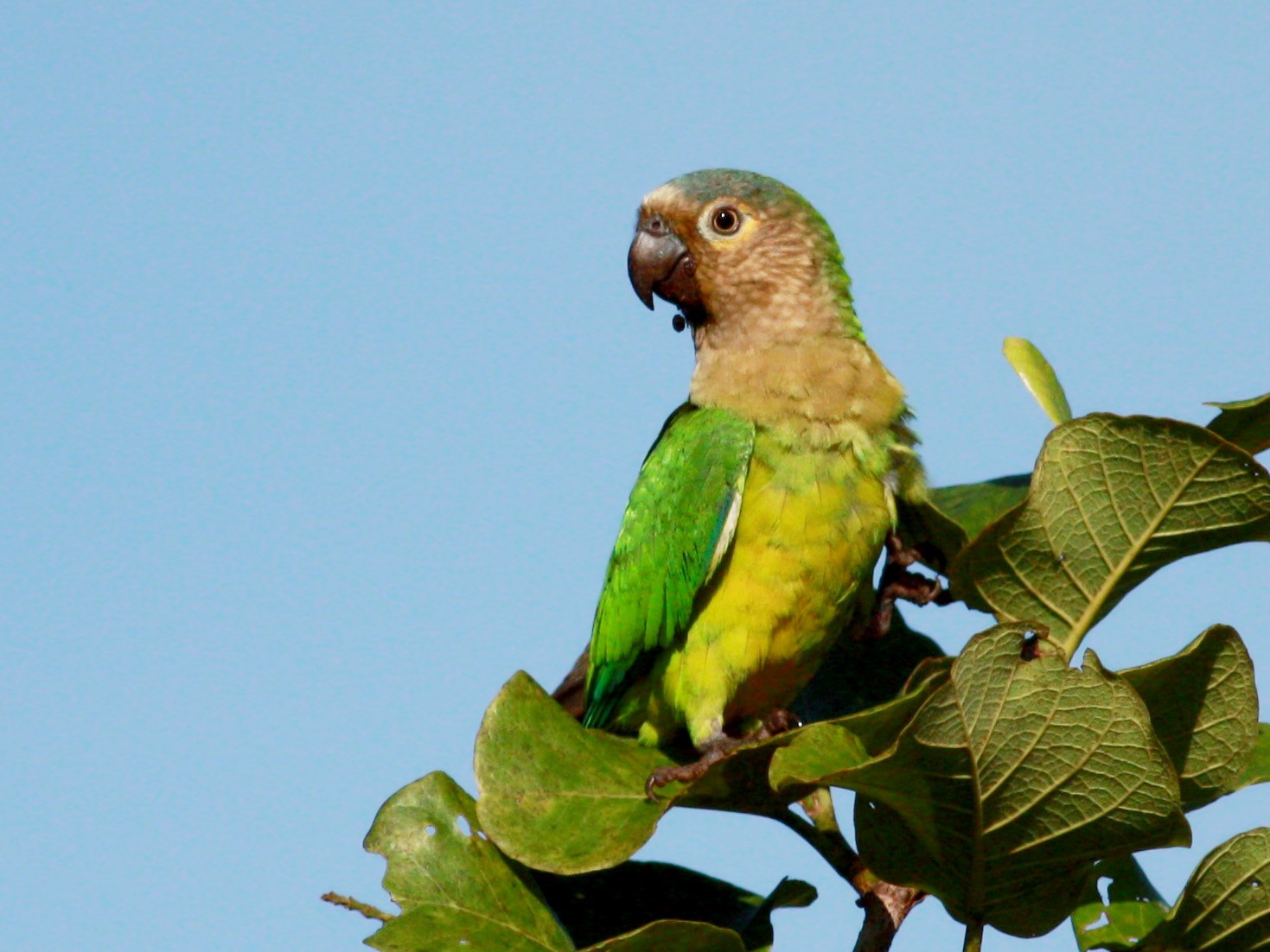 Brown-throated Parakeet - Jay McGowan
