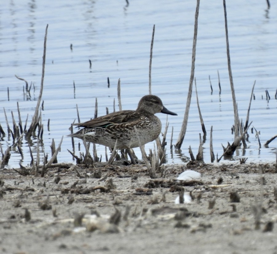 Green-winged Teal - ML534840641