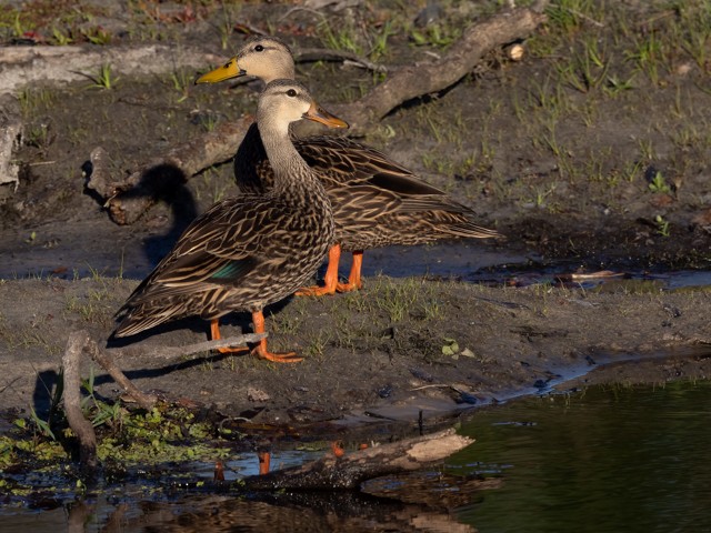 Mottled Duck (Florida) - ML534845331
