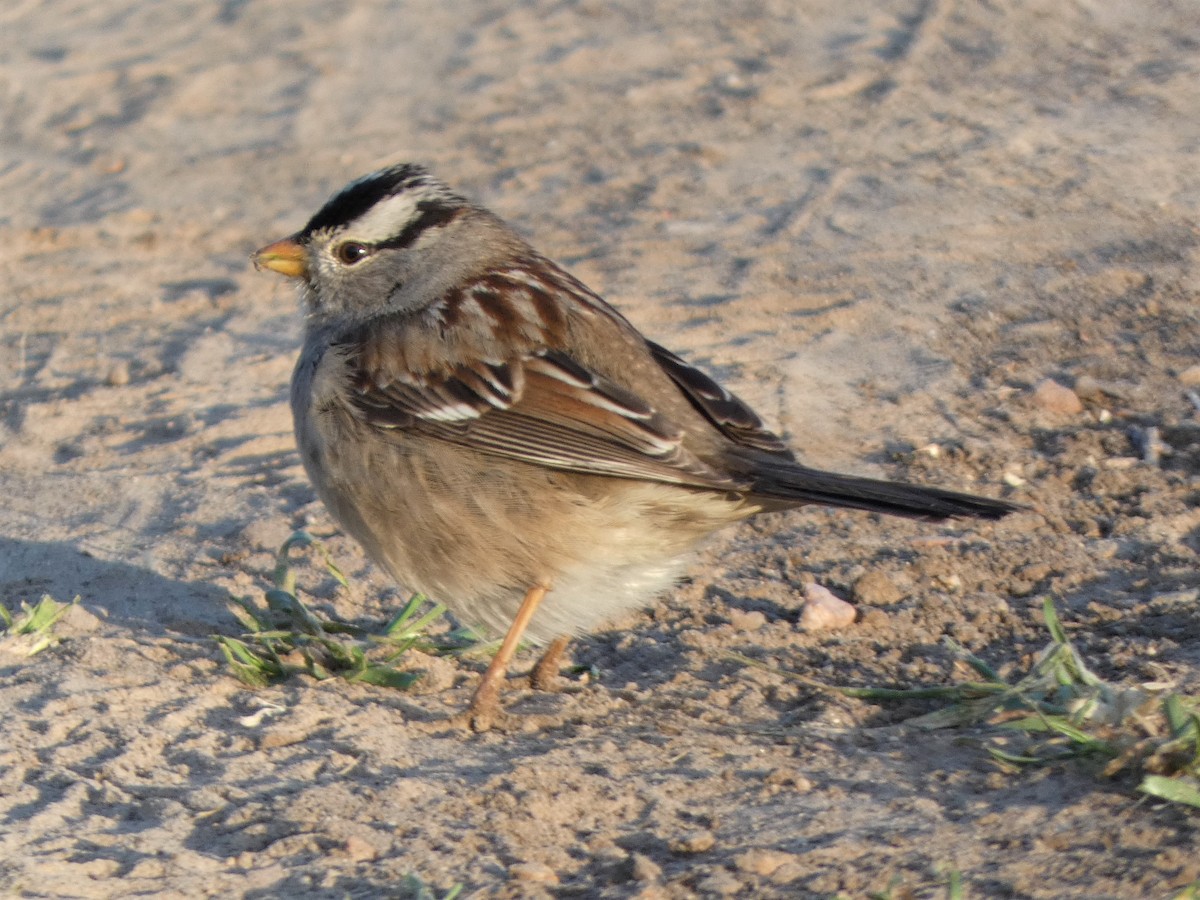 White-crowned Sparrow - ML534846031