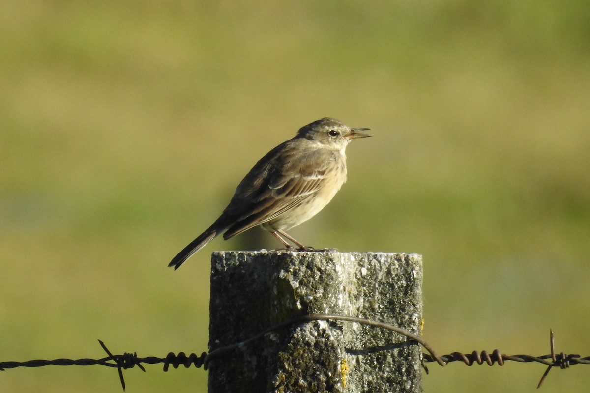 Water Pipit - ML53485121
