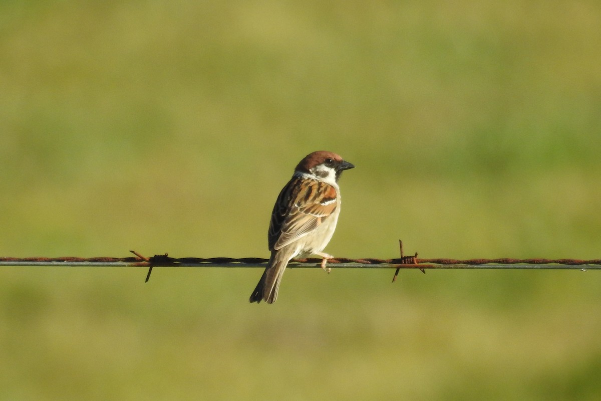 Eurasian Tree Sparrow - ML53485161